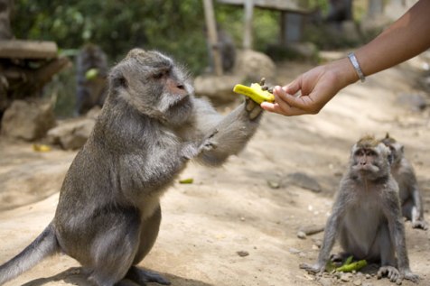 Foresta delle scimmie - Bali