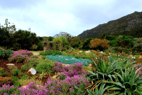 kirstenbosch-botanical-garden - South Africa