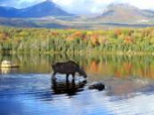 Canadian Moose - Alaska, Denali NP