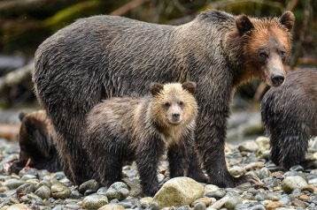 Grizzly - Tofino - Canada