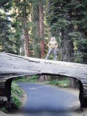 Sequoia & Kings National Park
