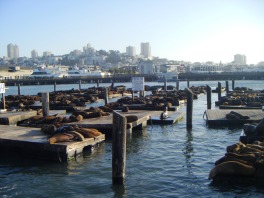 San Francisco - Fisherma's Wharf