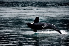 killer whale-Alaska