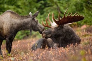 moose - Alaska