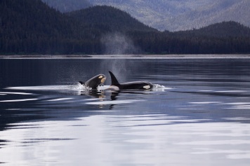 killer-whales Alaska